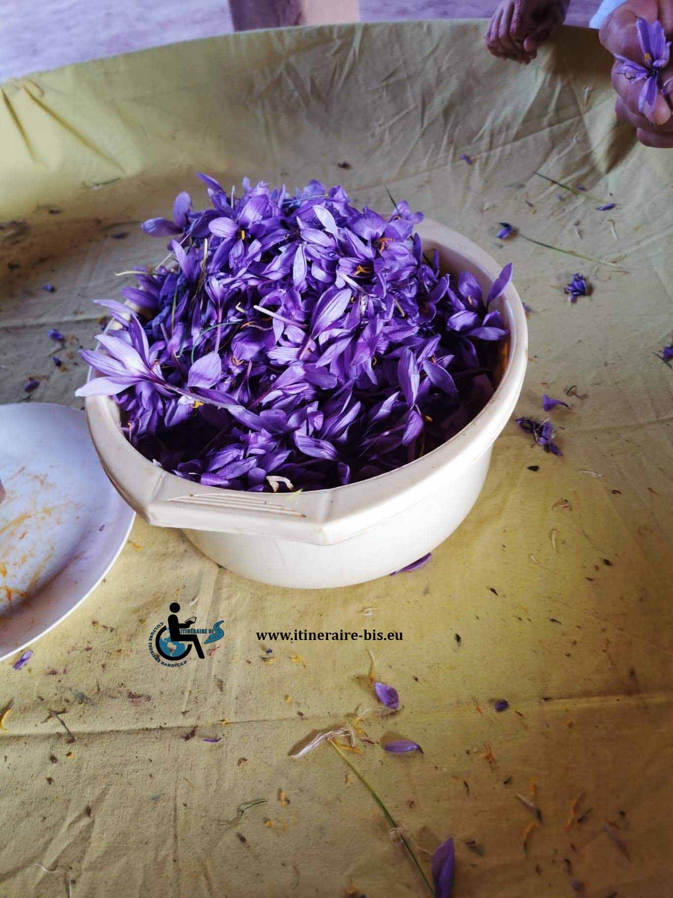 Le crocus sativus donne le safran