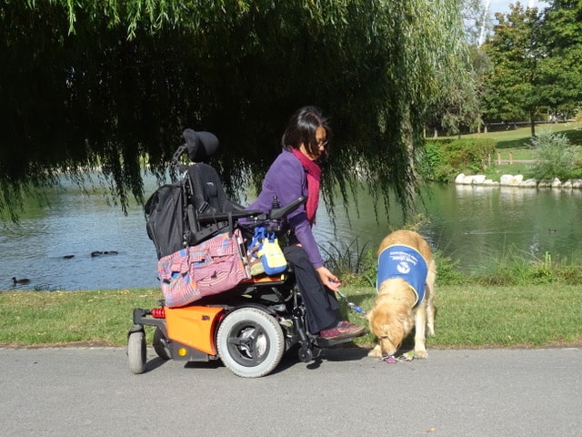 Midas est un chien d'assistance, qui aide les personnes en situation de handicap moteur